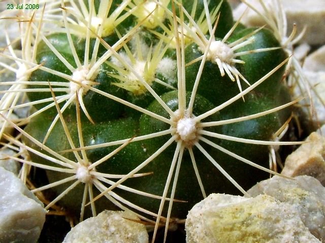 Discocactus _zehntneri _ssp.boomianus GC529.01_ 03